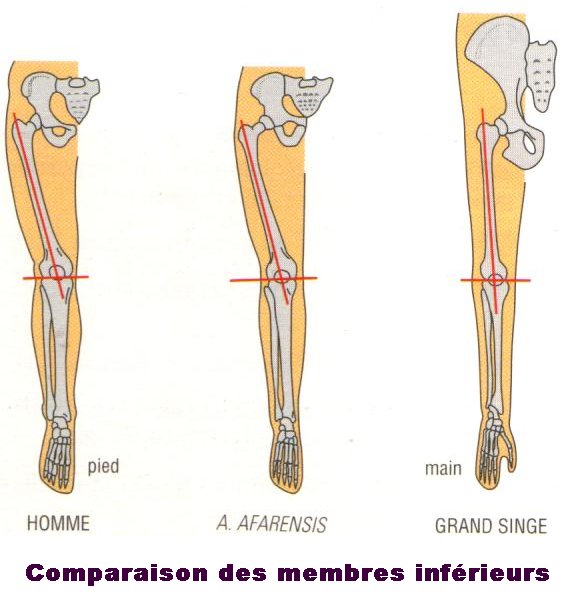 COMPARAISON MB INF.jpg